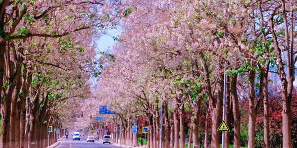 兰考泡桐花海景观