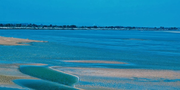 孟津黄河湿地候鸟飞翔