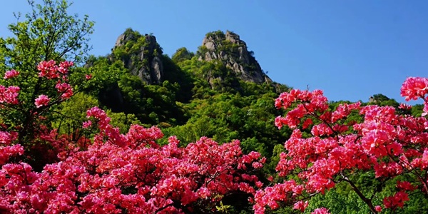 汝阳西泰山杜鹃花海景观