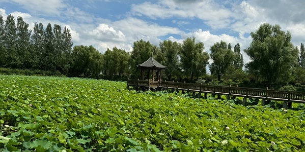 范县毛楼黄河生态区全景