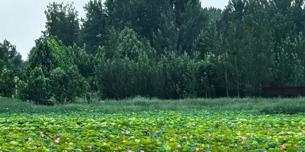 商丘梁园区黄河故道风光