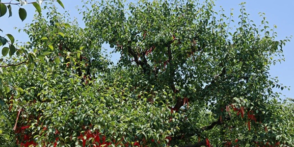 宁陵县万亩梨园梨花盛开景观