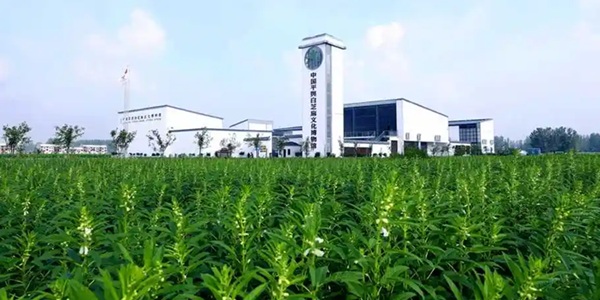 平舆县蓝天芝麻小镇风光