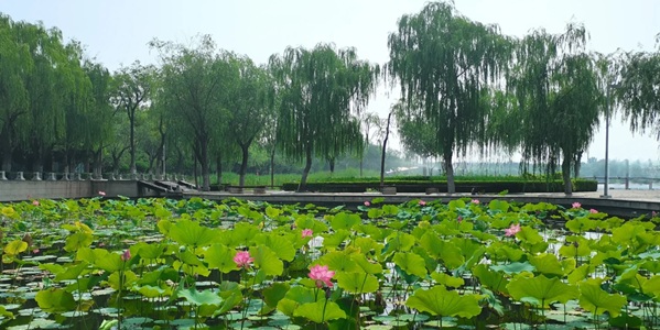 华容红莲湖湖光山色全景