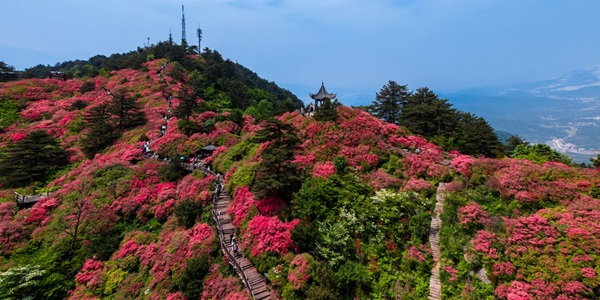 麻城龟峰山杜鹃花海全景