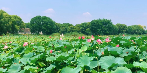 荆州洪湖市洪湖湿地荷花荡全景
