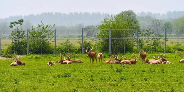 荆州石首市天鹅洲麋鹿群自然栖息场景