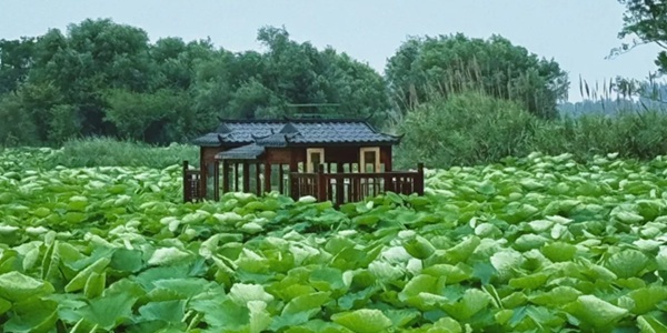 宜昌枝江市金湖国家湿地公园风光