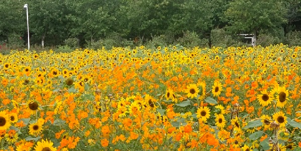 长沙雨花区湖南省森林植物园景观