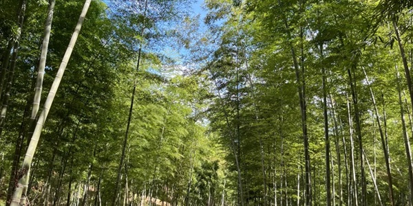 衡阳耒阳市蔡伦竹海景观