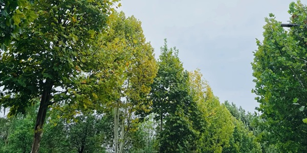 娄星区孙水公园景观