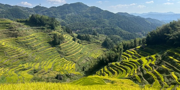 新化县紫鹊界梯田景观