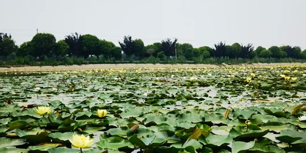 益阳大通湖区大通湖风光