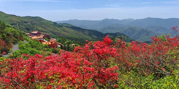 双牌县阳明山杜鹃花