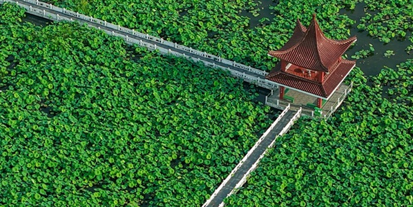 金湖荷花荡景区景观