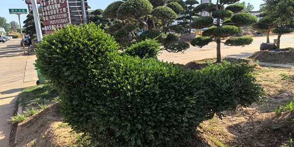 宿迁市沭阳县花木大世界景观图