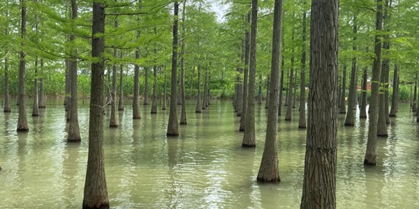 宿迁市泗洪县洪泽湖湿地景观图