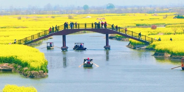 兴化市千垛菜花景区春季风光