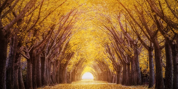 徐州邳州市银杏时光隧道全景图