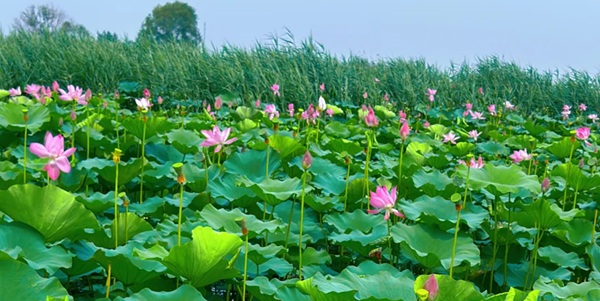 徐州铜山区微山湖千岛湿地全景图