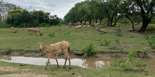 盐城市大丰区中华麋鹿园景观图