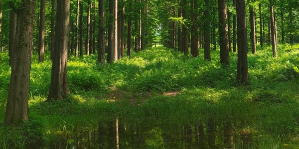 盐城市东台市黄海森林公园全景图