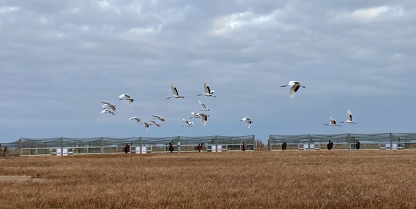 盐城市射阳县丹顶鹤自然保护区全景图