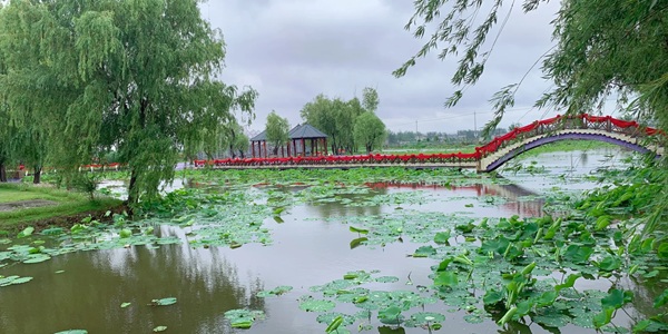 宝应县荷园荷花盛开美景