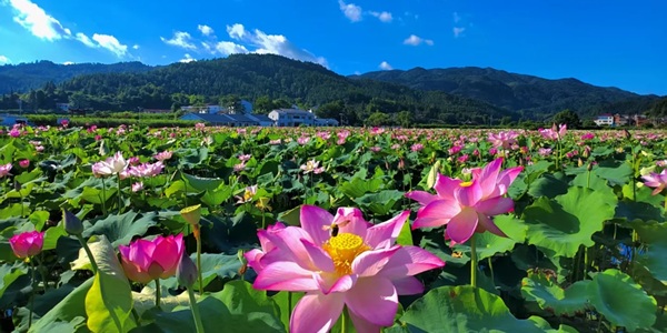 抚州广昌县莲花景区景观图