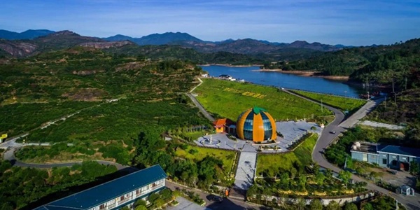 抚州南丰县蜜桔园景观图