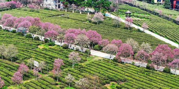 南昌县凤凰沟风景区花海景观