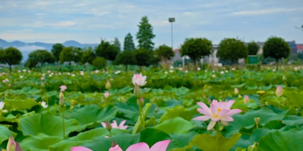 萍乡莲花县荷花博览园