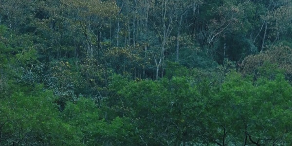 靖安县三爪仑国家森林公园全景图