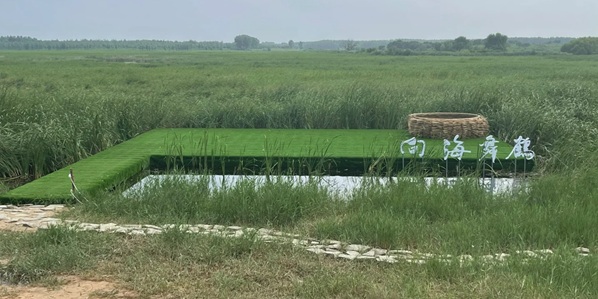通榆县向海湿地丹顶鹤
