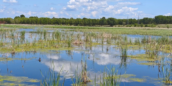 镇赉县莫莫格自然景观
