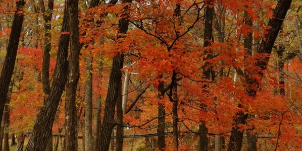 蛟河市红叶谷景观