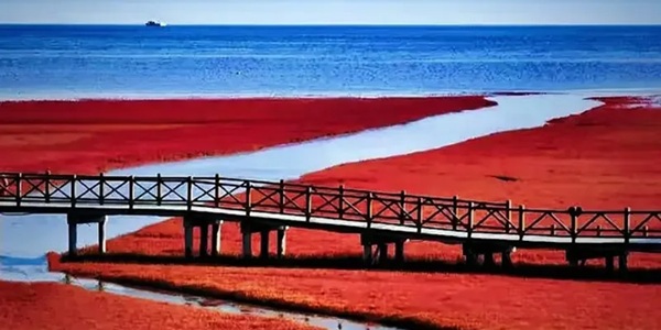 盘锦大洼红海滩湿地景观