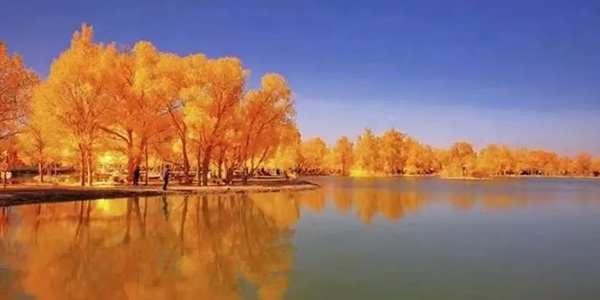 额济纳旗胡杨林景观