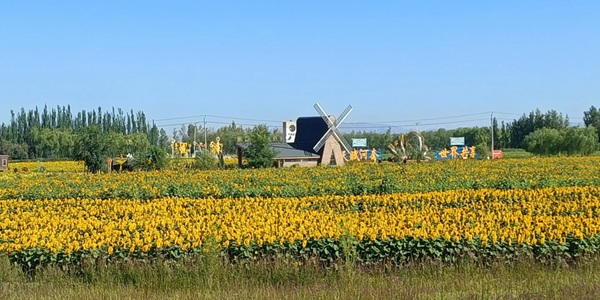 五原县葵花主题公园景观