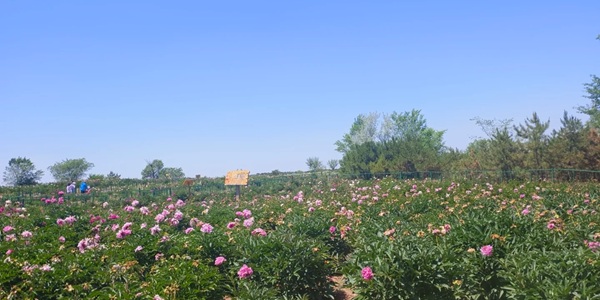 呼和浩特和林格尔县南山生态园景观
