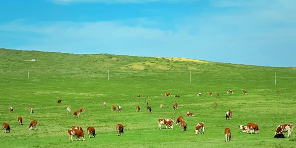 化德县草原景观