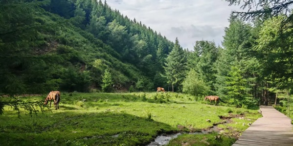 兴和县苏木山森林公园
