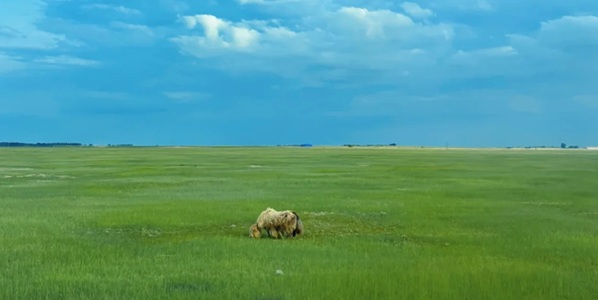 苏尼特右旗朱日和草原