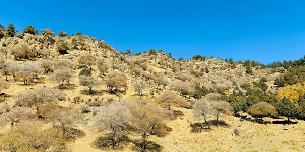 永宁县贺兰山森林公园秋日林海景观