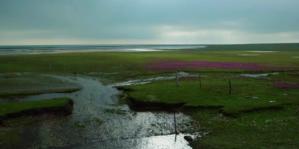 刚察青海湖鸟岛候鸟群飞