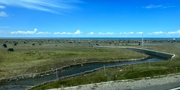 海晏金银滩草原风光
