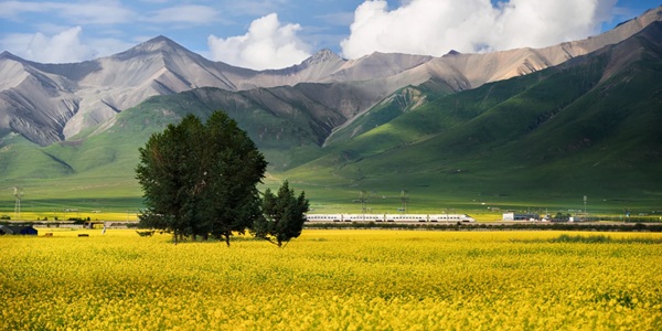 门源百里油菜花海全景