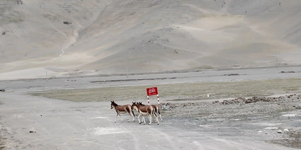 治多可可西里无人区