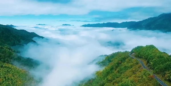 镇坪化龙山云海与原始冷杉林景观