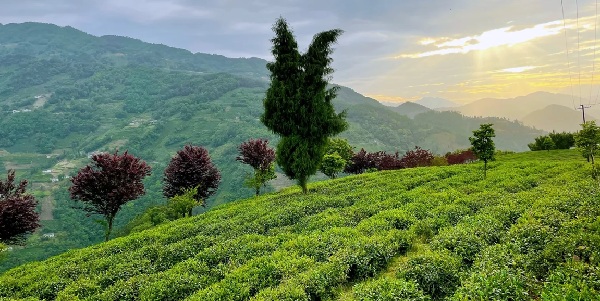 紫阳县向阳镇万亩茶园与云海景观